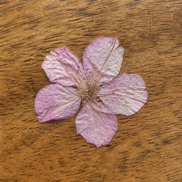 Charming ink and watercolor painting, clean lines, vibrant but soft color palette, storybook style. A close-up photo of a small dried flower pressed flat, pale pink petals on a wooden table surface. No text, no labels, clean background
Chat attachment instruction: Generate exactly one in-world chat attachment, not a collage, split-screen, comic panel, flashback, or explanatory scene. If the prompt is a screenshot, phone screen, document, note, card, map, receipt, label, object photo, or photo someone took, frame that artifact directly. A name appearing in visible text or in 'photo taken by X' is not an instruction to draw that person. Do not show recurring story participants as visible people unless the prompt itself explicitly says they are visible. Keep unrequested people, faces, and bodies out of the image.