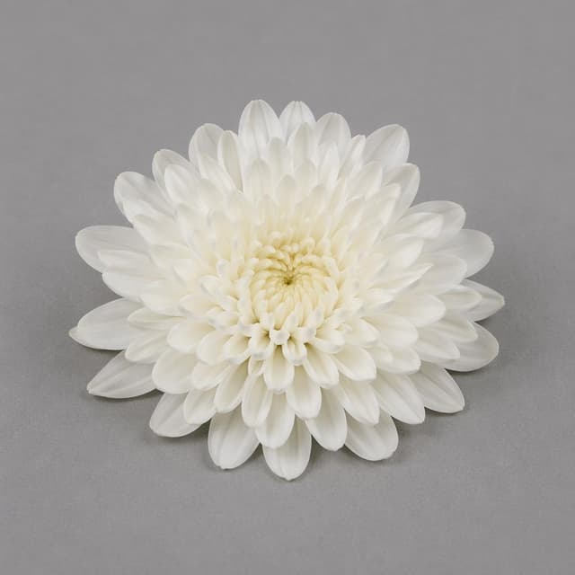 a single white chrysanthemum lying flat on a plain grey surface
Chat attachment instruction: Generate exactly one in-world chat attachment, not a collage, split-screen, comic panel, flashback, or explanatory scene. If the prompt is a screenshot, phone screen, document, note, card, map, receipt, label, object photo, or photo someone took, frame that artifact directly. A name appearing in visible text or in 'photo taken by X' is not an instruction to draw that person. Do not show recurring story participants as visible people unless the prompt itself explicitly says they are visible. Keep unrequested people, faces, and bodies out of the image.