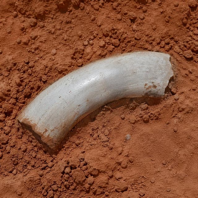 A large curved fossil fragment, pale grey-white and smooth on one face, partially embedded in reddish-brown clayey earth, simple background
Chat attachment instruction: Generate exactly one in-world chat attachment, not a collage, split-screen, comic panel, flashback, or explanatory scene. If the prompt is a screenshot, phone screen, document, note, card, map, receipt, label, object photo, or photo someone took, frame that artifact directly. A name appearing in visible text or in 'photo taken by X' is not an instruction to draw that person. Do not show recurring story participants as visible people unless the prompt itself explicitly says they are visible. Keep unrequested people, faces, and bodies out of the image.