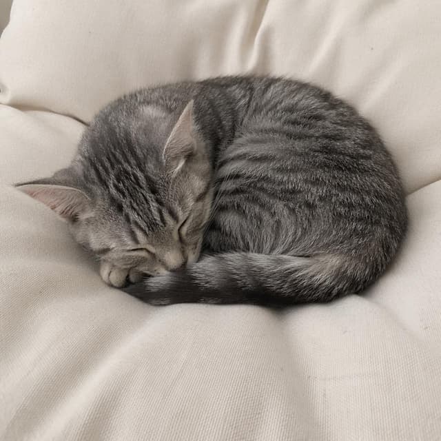 A small grey tabby cat curled up asleep on a plain pale cushion
Chat attachment instruction: Generate exactly one in-world chat attachment, not a collage, split-screen, comic panel, flashback, or explanatory scene. If the prompt is a screenshot, phone screen, document, note, card, map, receipt, label, object photo, or photo someone took, frame that artifact directly. A name appearing in visible text or in 'photo taken by X' is not an instruction to draw that person. Do not show recurring story participants as visible people unless the prompt itself explicitly says they are visible. Keep unrequested people, faces, and bodies out of the image. Do not add readable text unless the prompt explicitly asks for visible text.