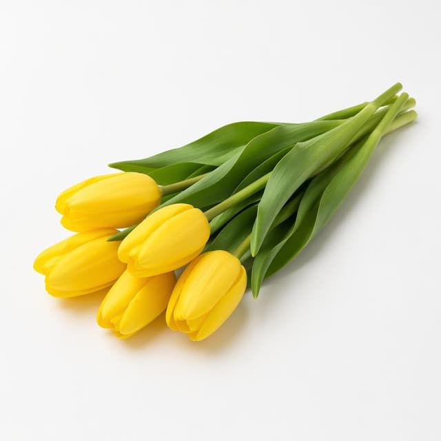 a small bouquet of yellow tulips lying on a plain white surface, nothing else in frame