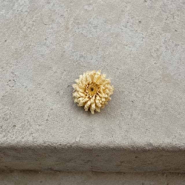 a single small dried chrysanthemum flower resting on a pale flat stone step, petals curled inward and faded to pale yellow, photographed from directly above against plain stone
Chat attachment instruction: Generate exactly one in-world chat attachment, not a collage, split-screen, comic panel, flashback, or explanatory scene. If the prompt is a screenshot, phone screen, document, note, card, map, receipt, label, object photo, or photo someone took, frame that artifact directly. A name appearing in visible text or in 'photo taken by X' is not an instruction to draw that person. Do not show recurring story participants as visible people unless the prompt itself explicitly says they are visible. Keep unrequested people, faces, and bodies out of the image.