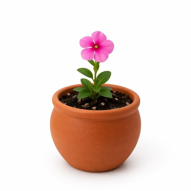 a single small pink flower in a round terracotta pot on a plain white background
Chat attachment instruction: Generate exactly one in-world chat attachment, not a collage, split-screen, comic panel, flashback, or explanatory scene. If the prompt is a screenshot, phone screen, document, note, card, map, receipt, label, object photo, or photo someone took, frame that artifact directly. A name appearing in visible text or in 'photo taken by X' is not an instruction to draw that person. Do not show recurring story participants as visible people unless the prompt itself explicitly says they are visible. Keep unrequested people, faces, and bodies out of the image.
