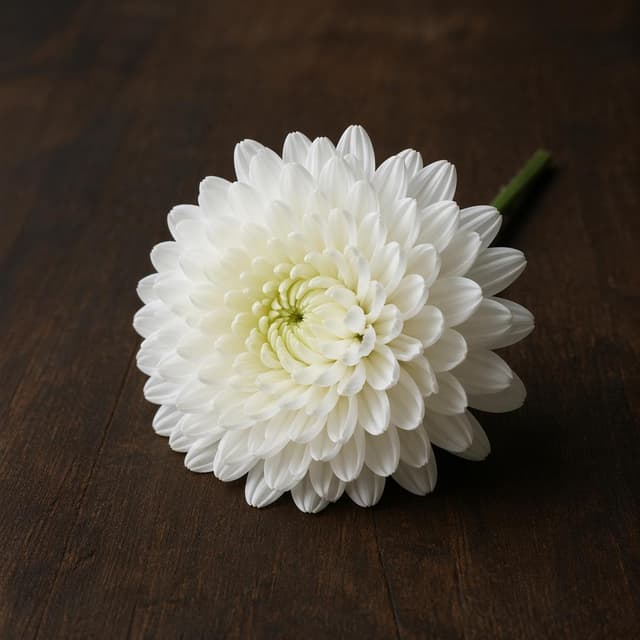 A single white chrysanthemum resting on a plain dark wooden surface
Chat attachment instruction: Generate exactly one in-world chat attachment, not a collage, split-screen, comic panel, flashback, or explanatory scene. If the prompt is a screenshot, phone screen, document, note, card, map, receipt, label, object photo, or photo someone took, frame that artifact directly. A name appearing in visible text or in 'photo taken by X' is not an instruction to draw that person. Do not show recurring story participants as visible people unless the prompt itself explicitly says they are visible. Keep unrequested people, faces, and bodies out of the image.
