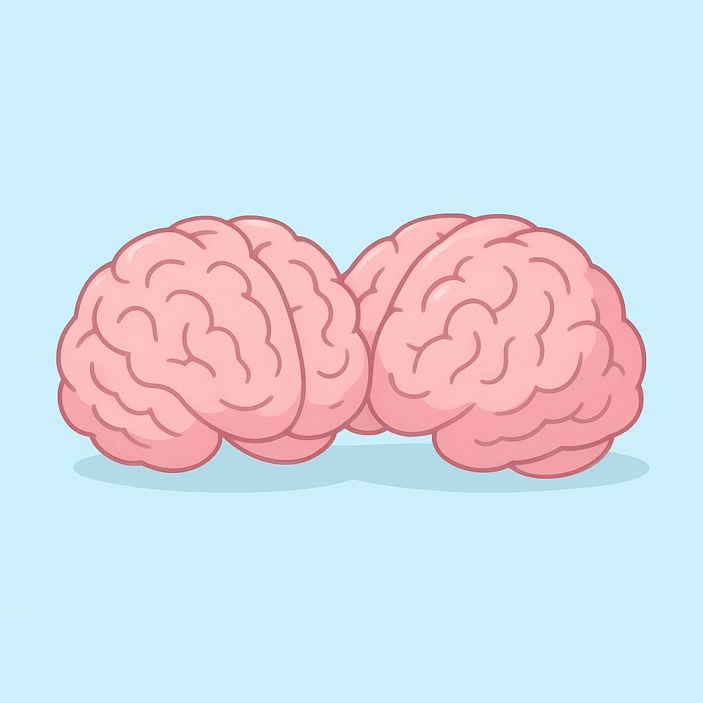 Two detailed pink human brains are shown resting side by side on a light blue surface.