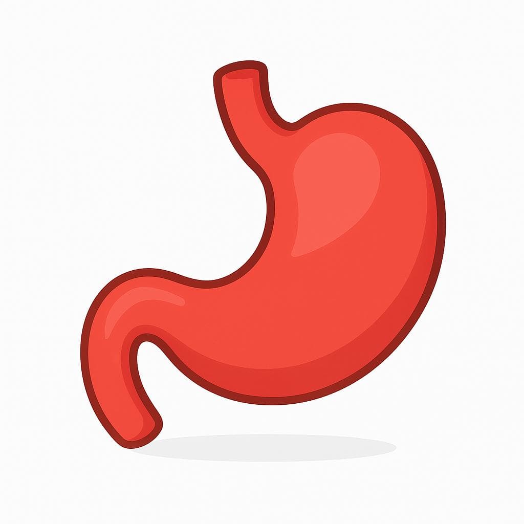 Une illustration simplifiée en coupe de l'organe digestif humain, l'estomac, coloré en rose ou rouge.