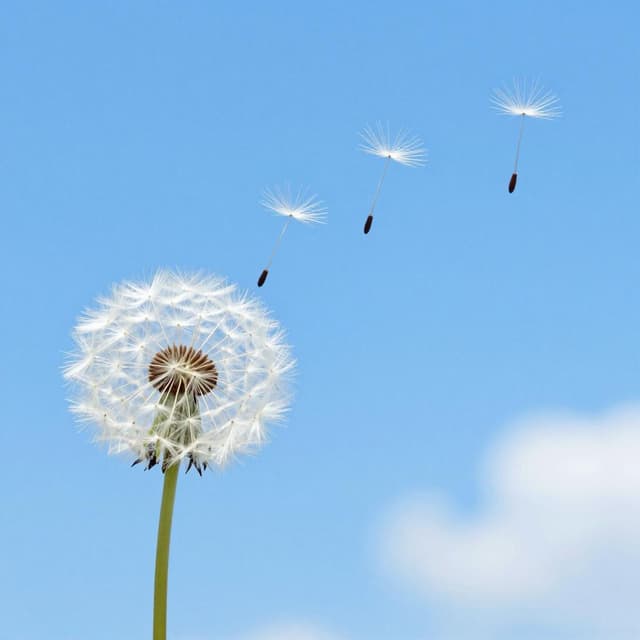 A gentle breeze blowing a cluster of fluffy white dandelion seeds away into the clear blue sky.