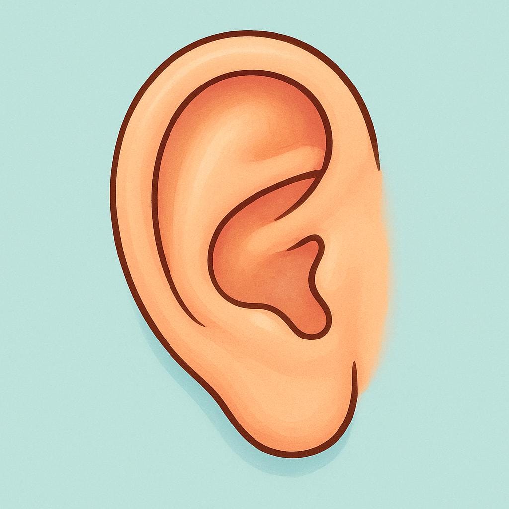 人間の外耳の構造を示す、シンプルでクローズアップされたイラスト。