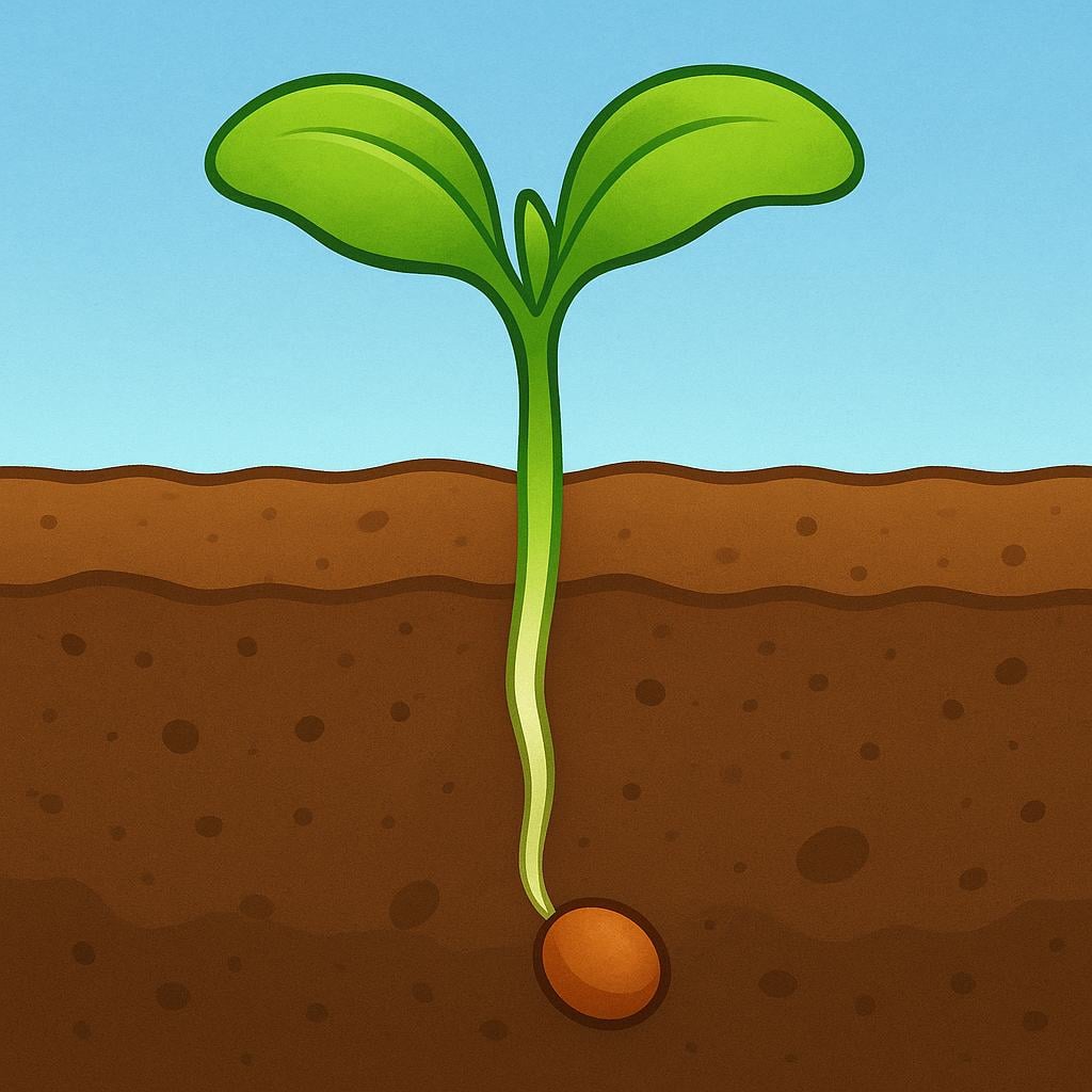 A visualization of growth and progress, showing a tiny brown seed in the soil connected visually to a large, vibrant green seedling that is reaching upwards.