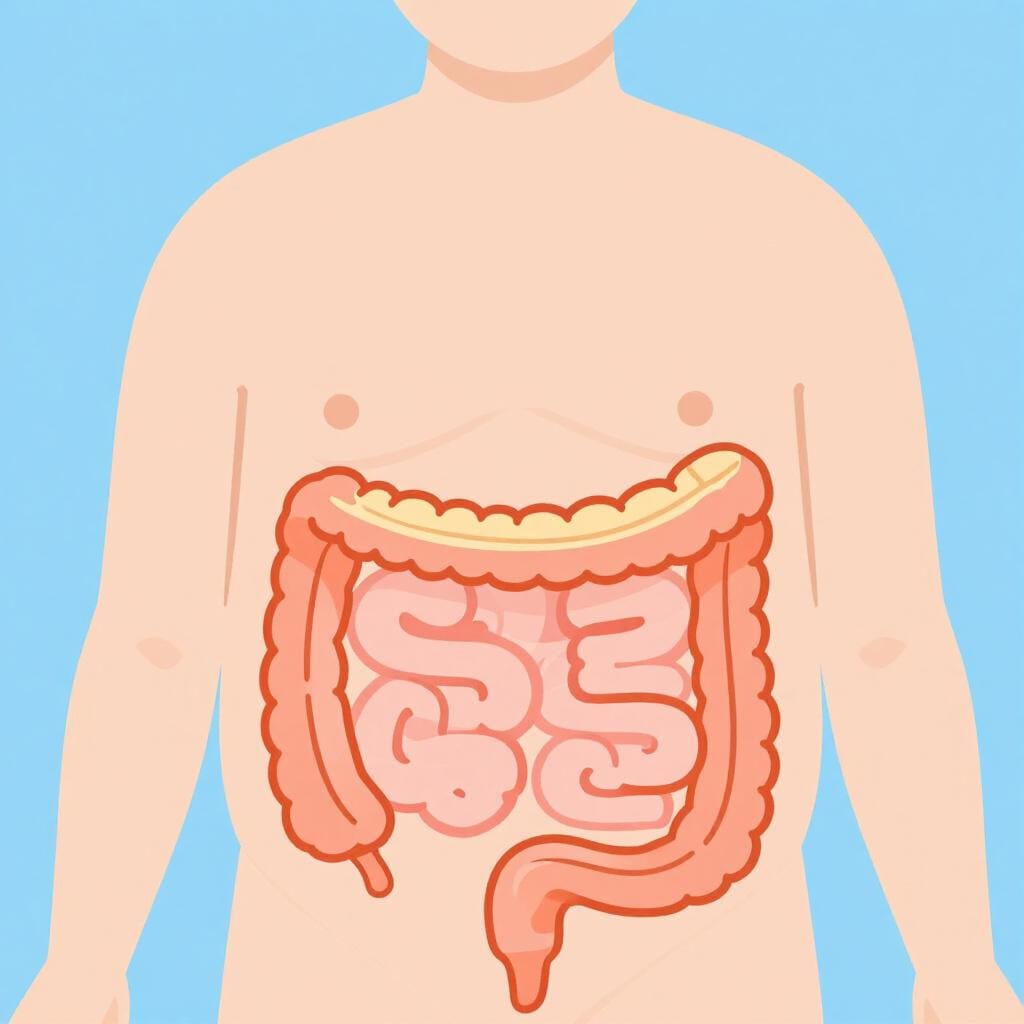 A simple and friendly illustration of a human torso showing a stylized, colorful depiction of the digestive tract.