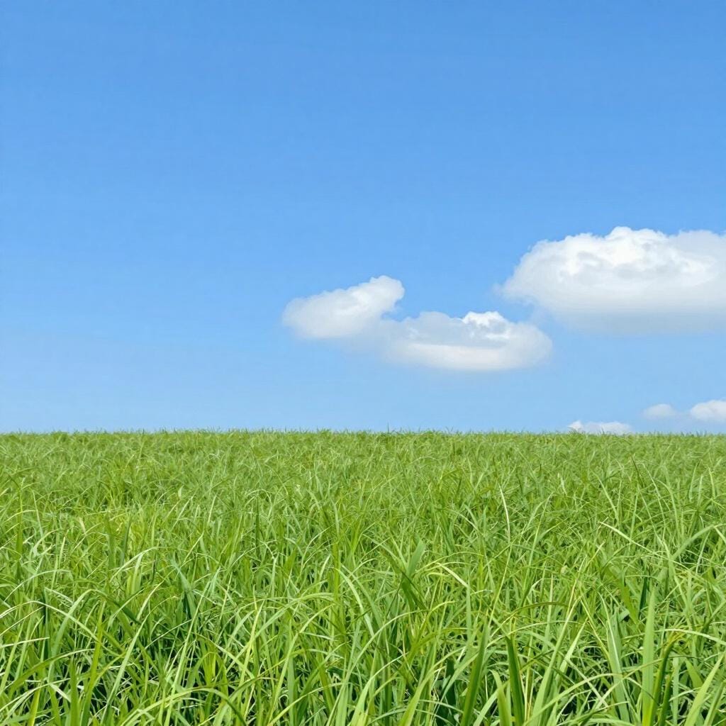 A lush, vibrant green field of grass under a blue sky.