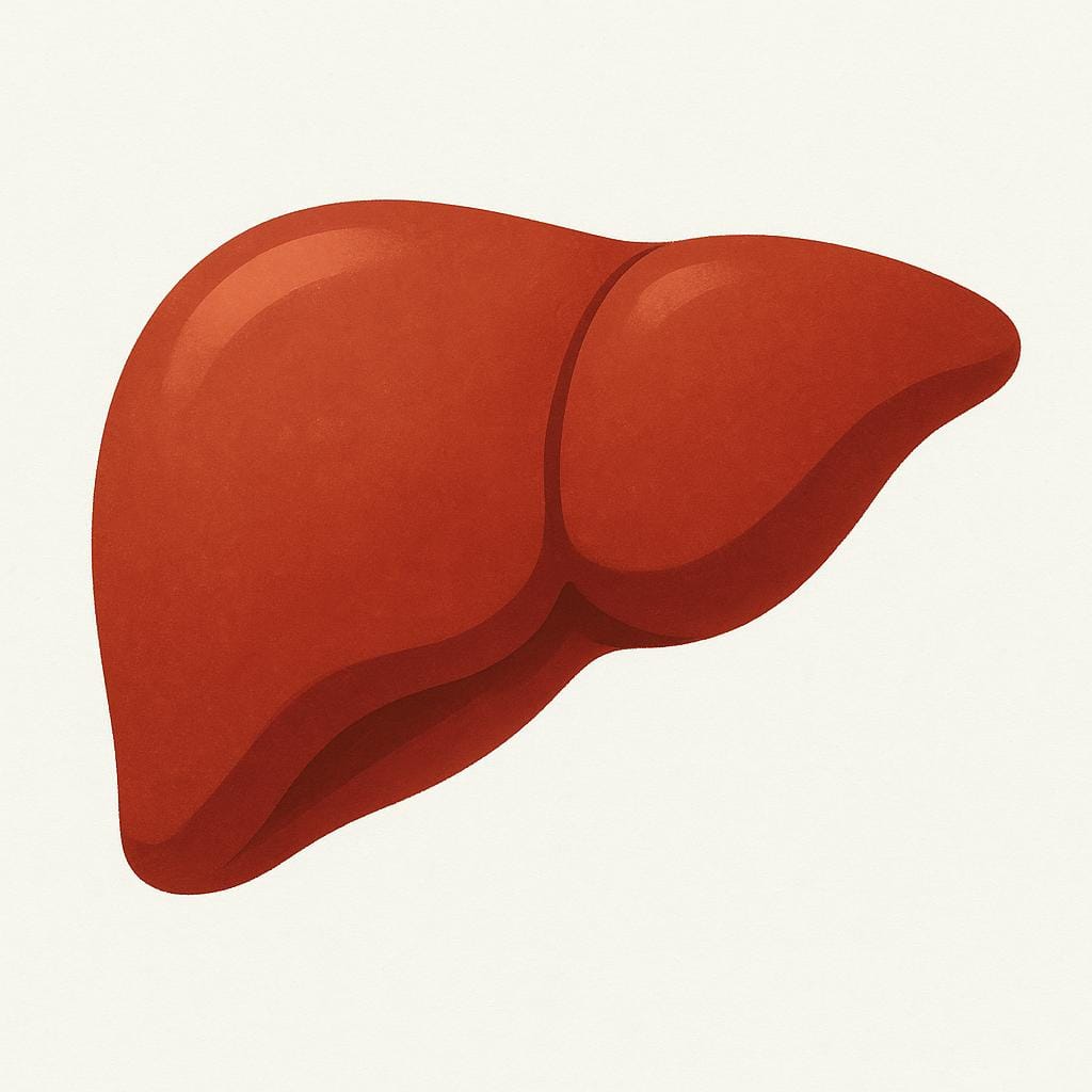 A simple, stylized illustration of the human liver, colored reddish-brown, emphasizing its anatomical shape.