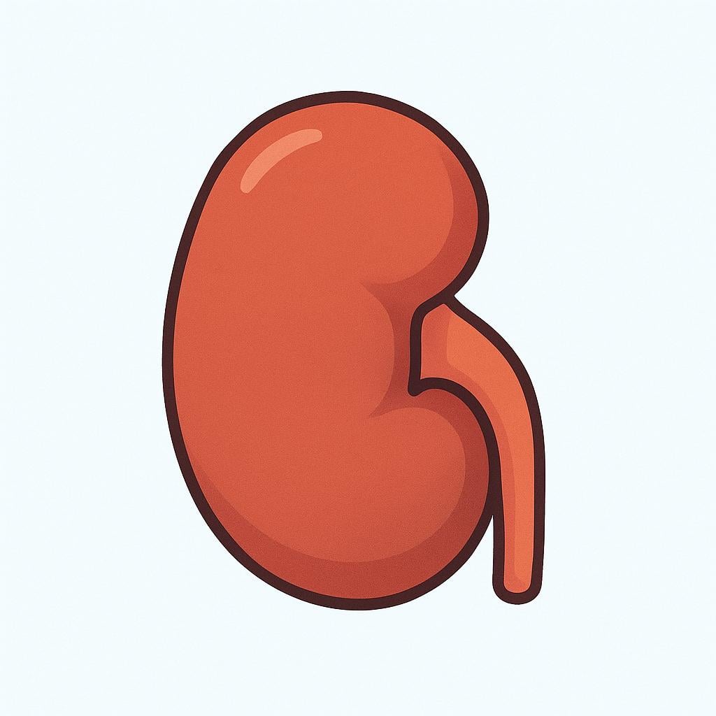 A high quality simple colorful storybook illustration of a single, reddish-brown, bean-shaped human kidney organ.