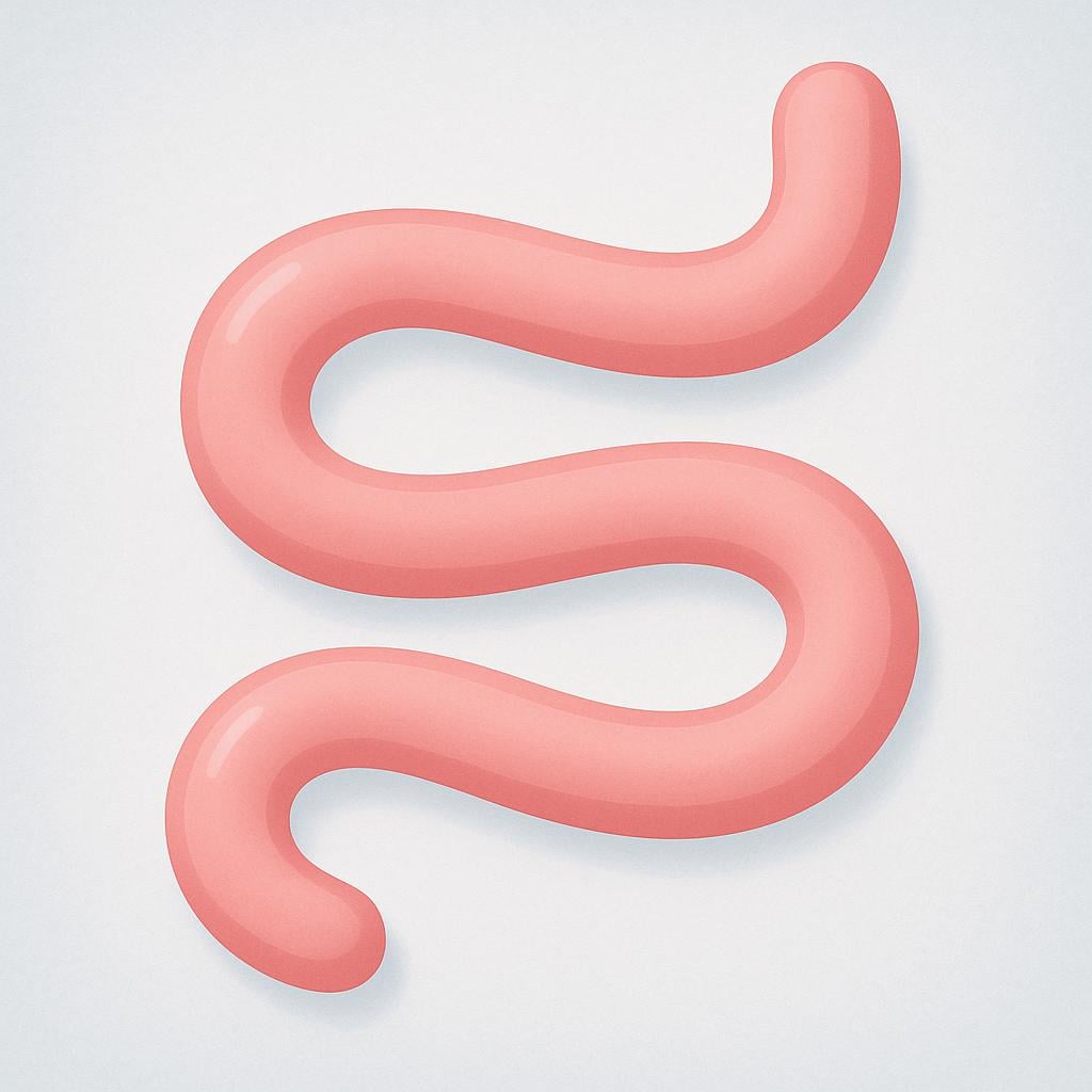A simple, stylized illustration of a smooth, curving pink biological tube winding inside a neutral background, representing an internal bodily tract.