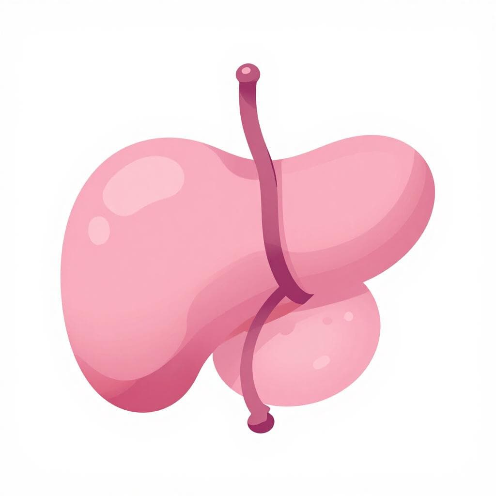 Une illustration anatomique simple d'un organe lisse en forme de ballon dans la région pelvienne.