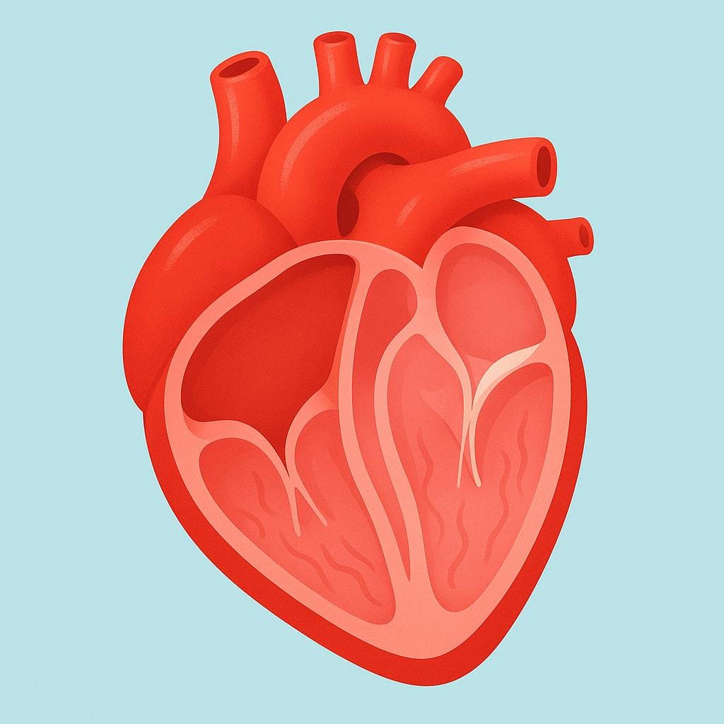 Een vereenvoudigde dwarsdoorsnede van een groot, felrood hart dat de interne kamers en kleppen toont.