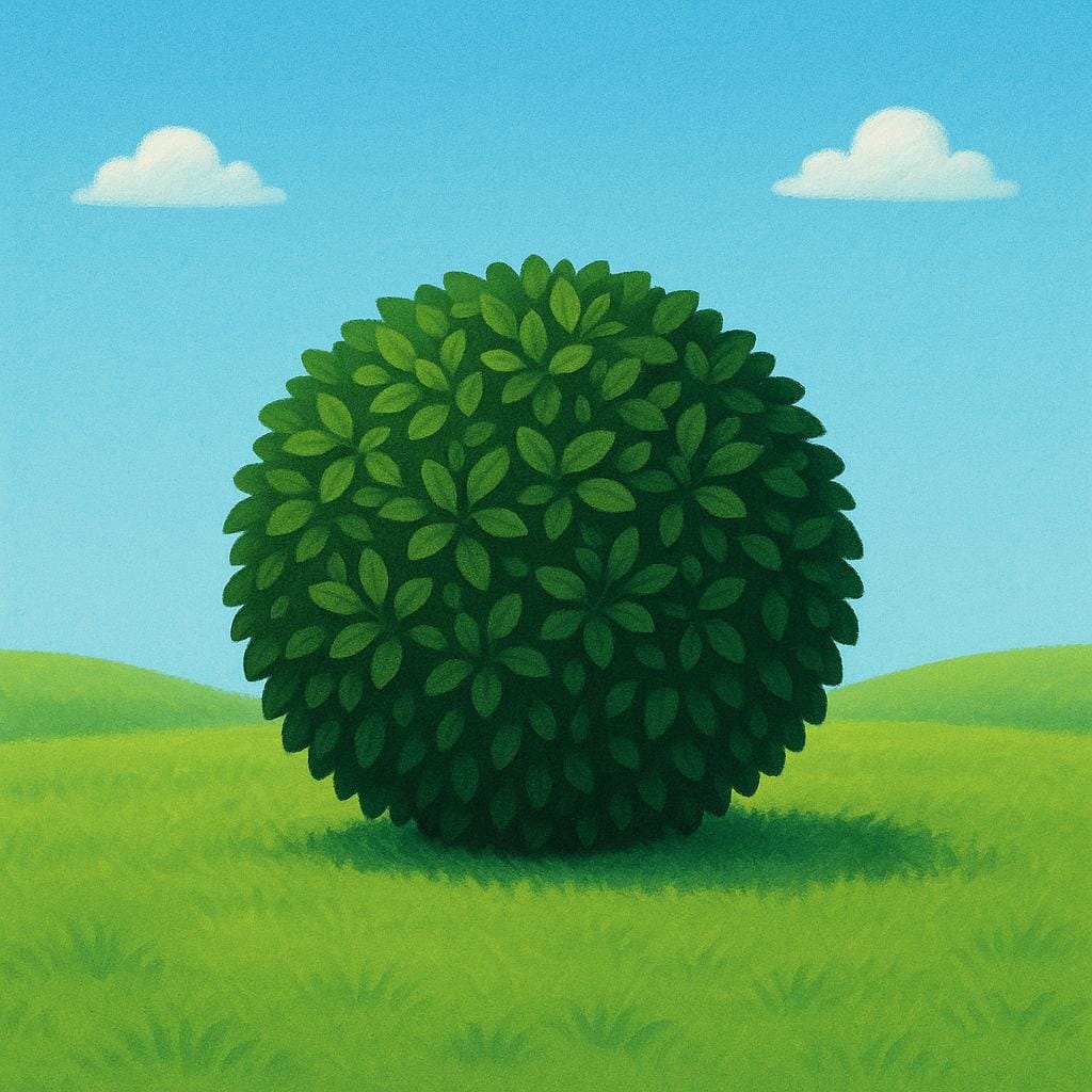 A single, dense, round, dark green leafy bush sitting alone in a simple sunny grassy field.