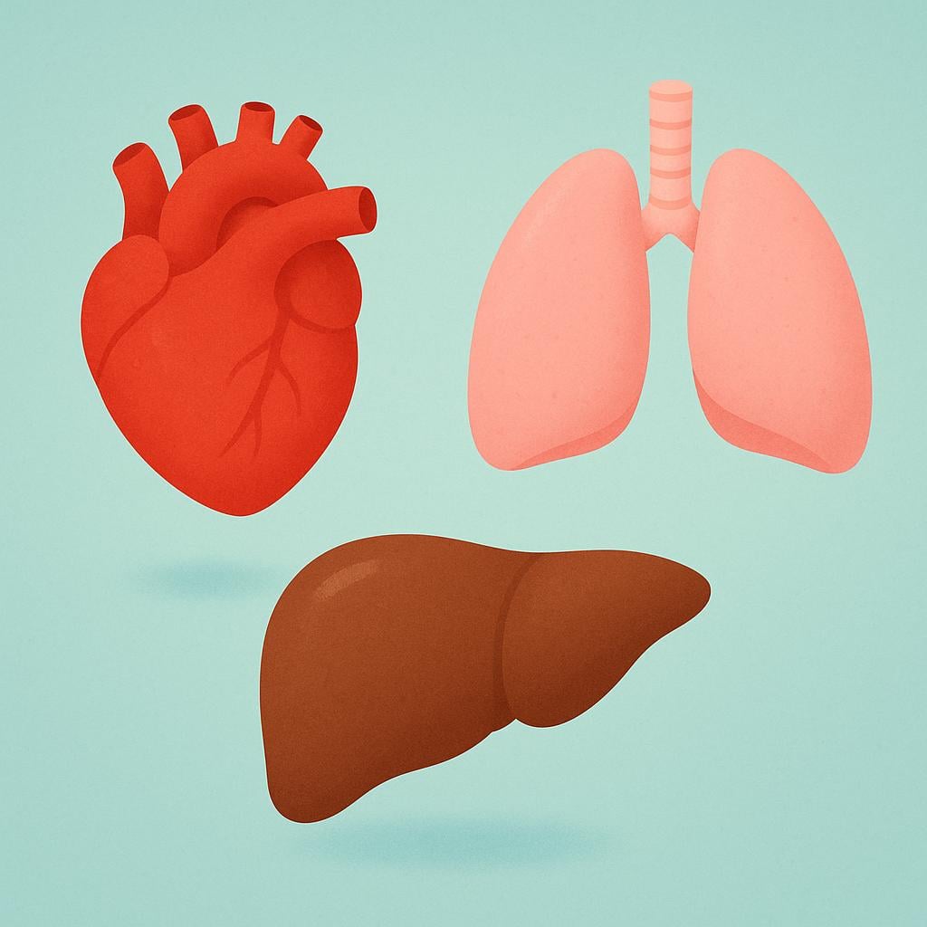 A colorful illustration showing simplified, floating representations of internal human organs, specifically a red heart, pink lungs, and a brown liver.