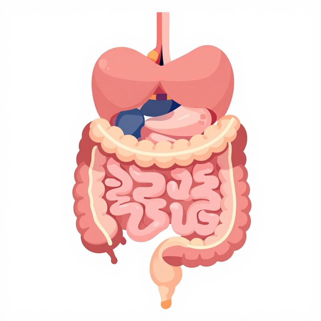 Une illustration médicale simple d'un torse humain montrant un petit organe tubulaire attaché au gros intestin.