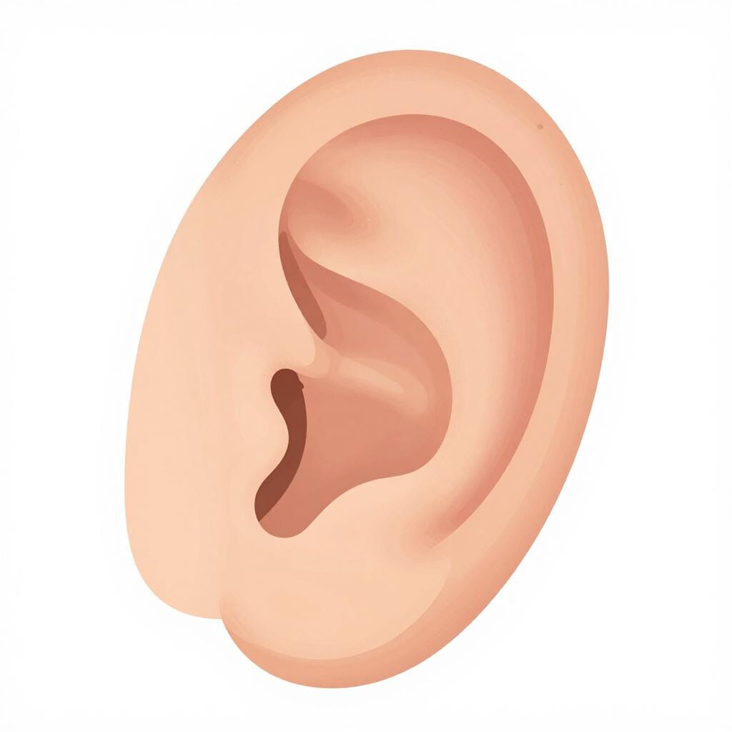 A close-up illustration of a human ear showing the soft lower lobe.