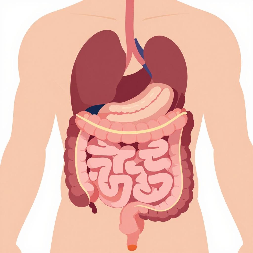 A colorful illustration of the human digestive system, highlighting the coiled intestines in the center of the torso.