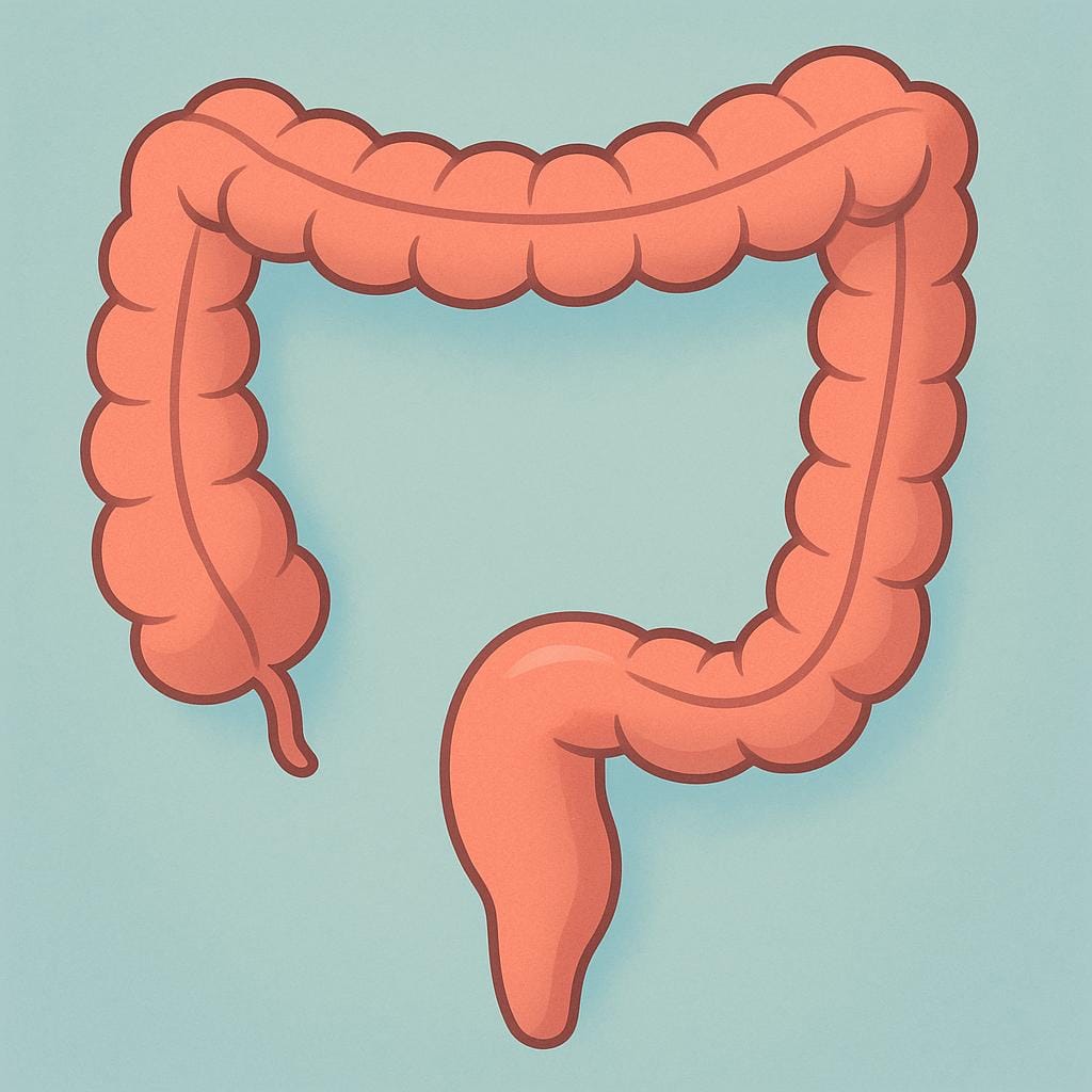 Une illustration anatomique simple et colorée décrivant le segment final du gros intestin, connu sous le nom de rectum.