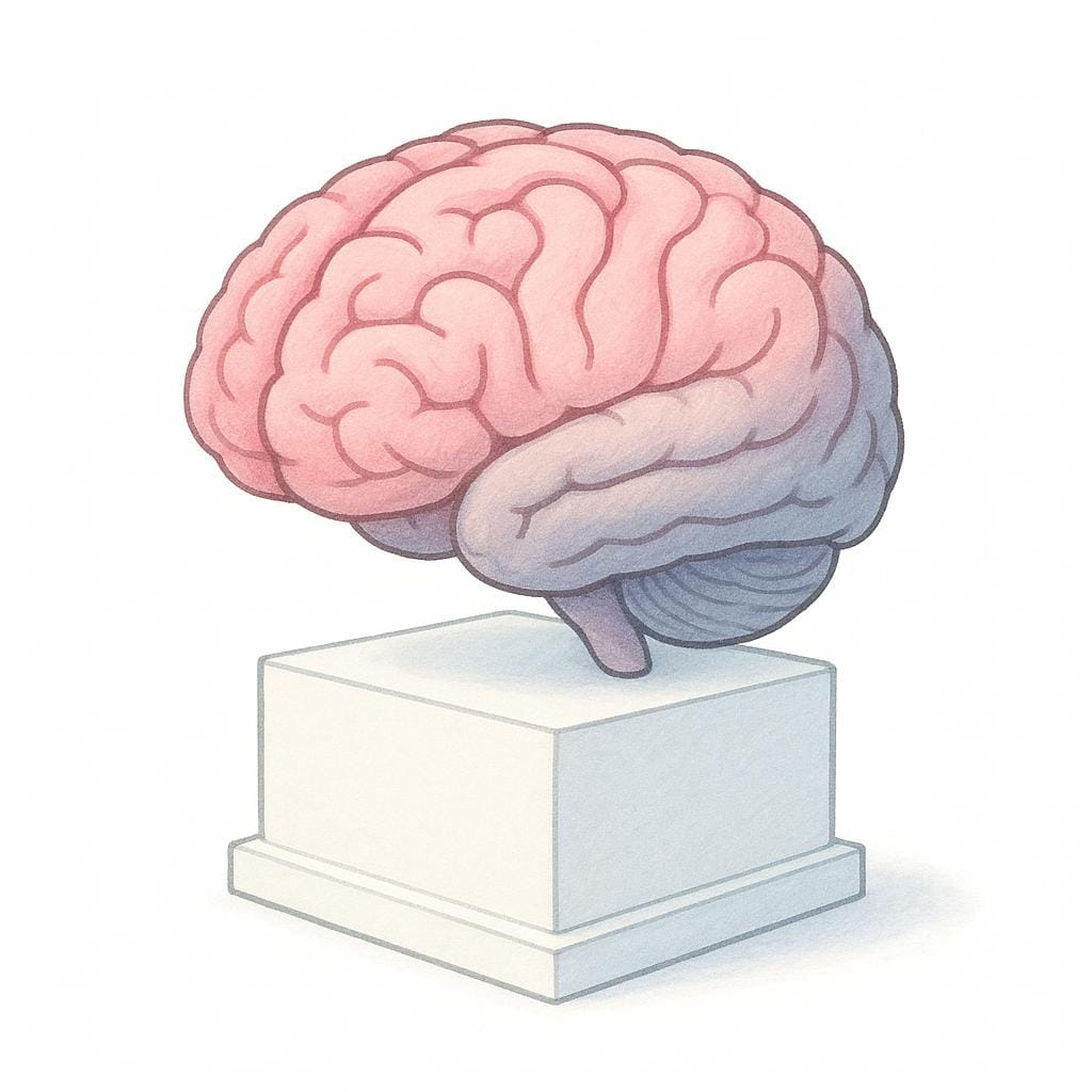 A detailed, stylized illustration of a human brain organ, colored in pink and grey, emphasizing its complex structure.