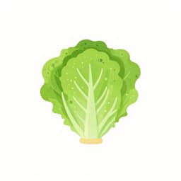 lechuga